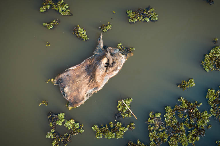 Fogo mata animais e transforma em cinzas florestas e plantações em Mococa, SP