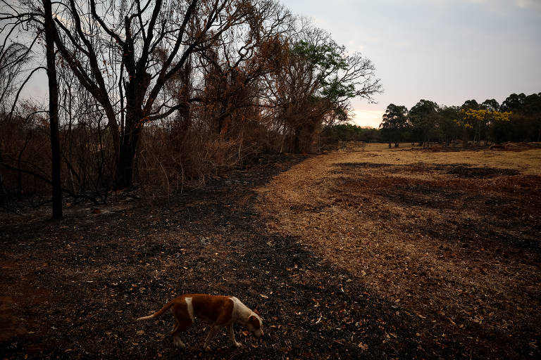 Incêndio ameaça condomínio e sítios em São Carlos, SP