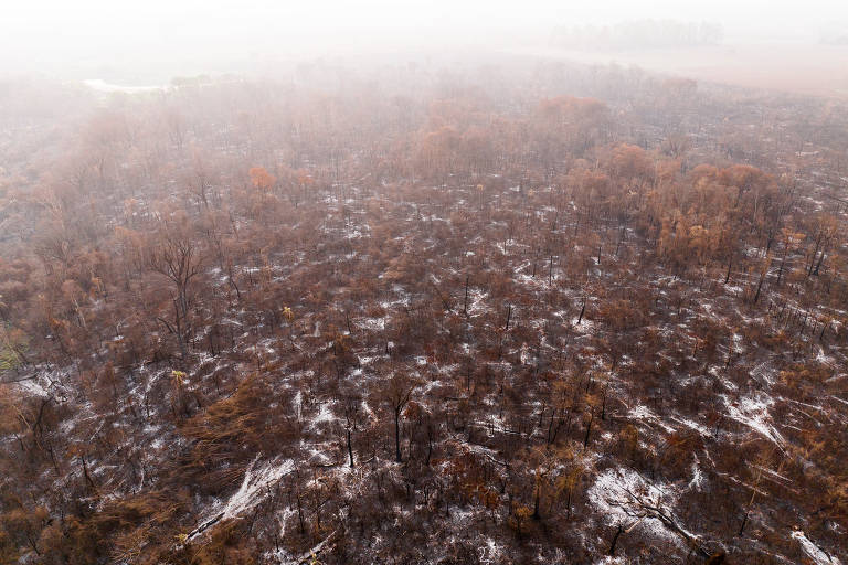 Vista aérea de reserva florestal devastada por incêndio próxima a usina de cana, em Sertãozinho