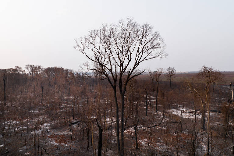 Reserva florestal atingida por incêndio às margens da rodovia Carlos Tonani, em Sertãozinho