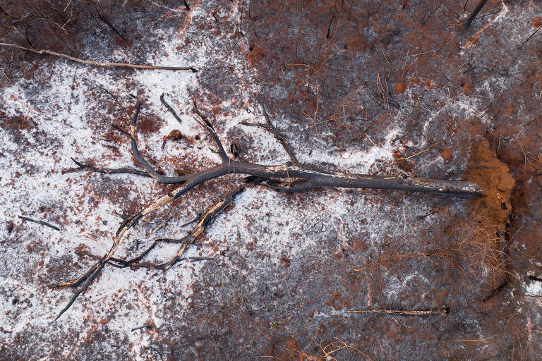 Arvora caída em reserva florestal incendiada em Sertãozinho