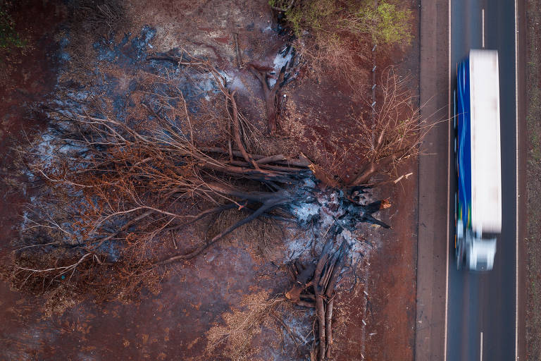 Árvore carbonizada em reserva florestal incendiada ao lado da rodovia Carlos Tonani (SP-333), em Sertãozinho (SP)