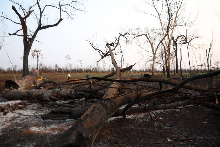 Mata atingida por incêndio em reserva florestal de Sertãozinho