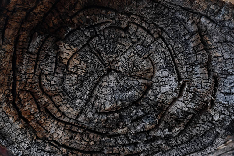 Tronco de arvore carbonizada na região de reserva florestal às margens da Rodovia SP-333 Carlos Tonani