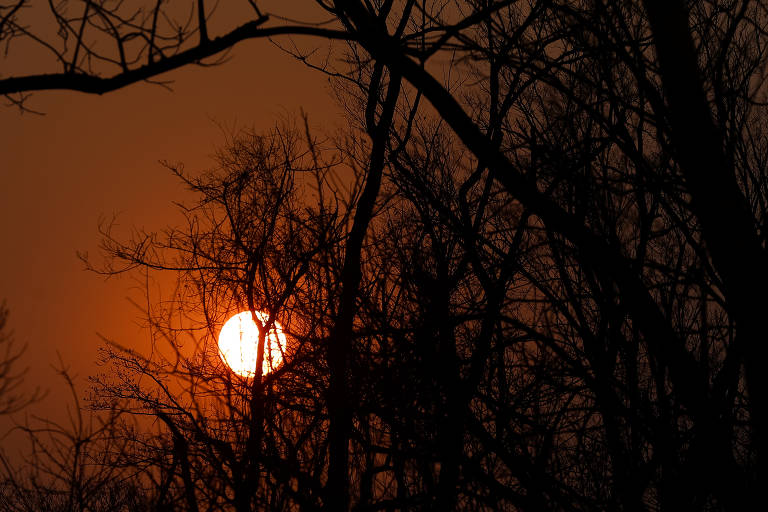Reserva florestal destruída por incêndio às margens da Rodovia SP-333, em Sertãozinho