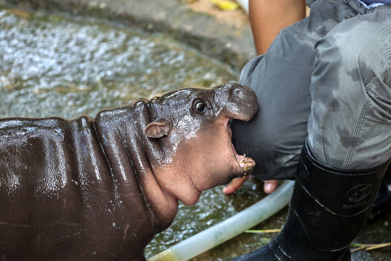 Conheça Moo Deng, a filhote de hipopótamo-pigmeu nascida em zoológico da Tailândia