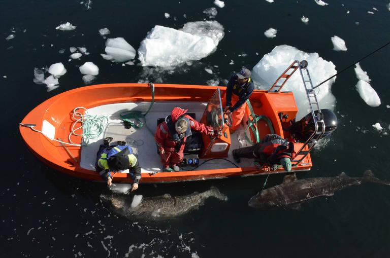 A imagem mostra um barco de pesquisa laranja em águas árticas, cercado por blocos de gelo flutuantes. No barco, há três pessoas, duas delas sentadas e uma em pé, observando a água. A cena é iluminada por luz natural, refletindo um ambiente frio e remoto.