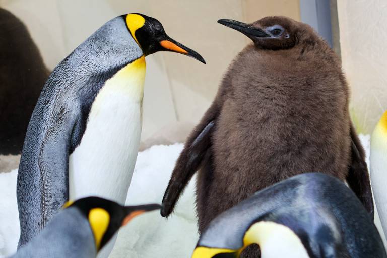 A imagem mostra um grupo de pinguins-reais em um ambiente coberto de neve. Há quatro pinguins adultos com plumagem predominantemente preta e branca, destacando-se o amarelo em suas gargantas. No centro, há um pinguim filhote, com plumagem marrom e aparência mais peluda, olhando para cima. O fundo é neutro, com uma superfície de gelo visível