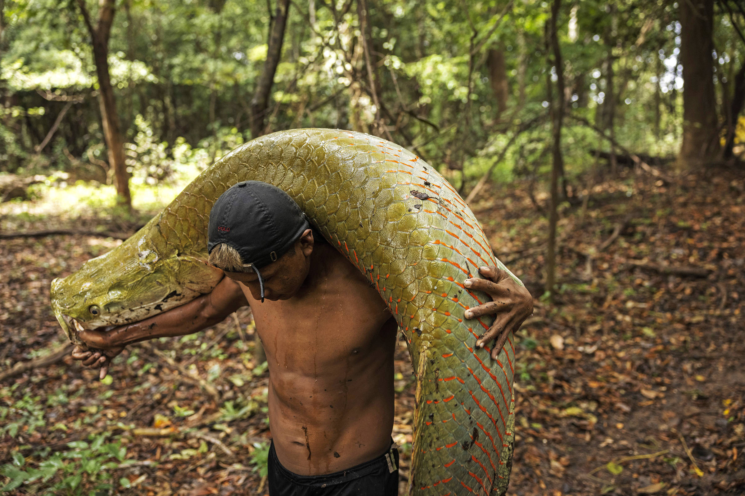 Pescador carrega pirarucu nos ombros