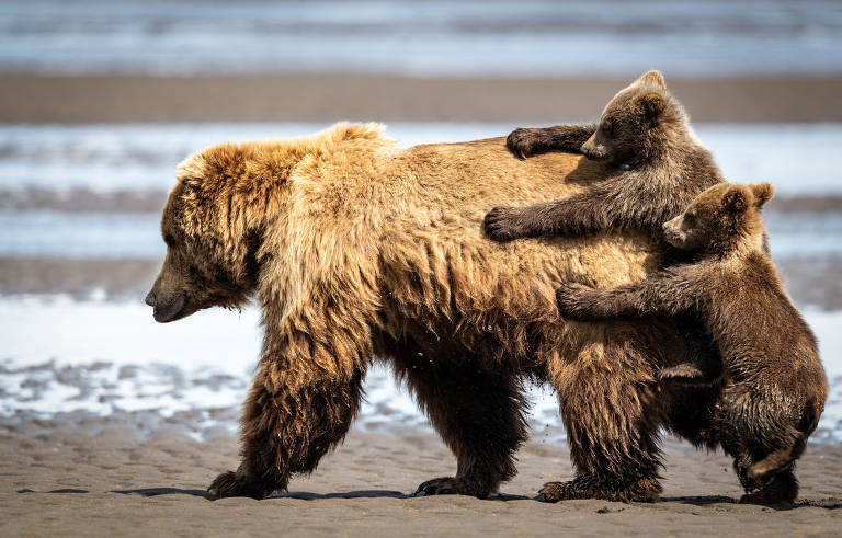 After a nap, the mother brown bear wanted to go for a walk, but the cubs wanted a ride