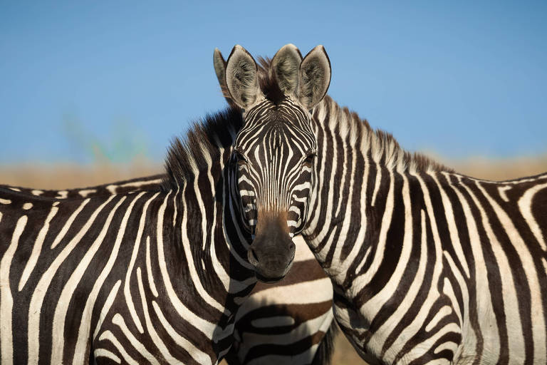 A imagem mostra duas zebras em um ambiente natural, com suas pelagens listradas em preto e branco. As zebras estão posicionadas de forma que suas cabeças se encontram, criando um efeito visual interessante. O fundo é desfocado, com um céu azul claro e uma vegetação ao longe.