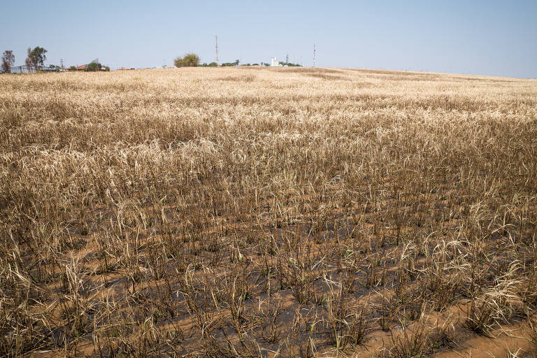 Imagem aérea mostra plantação amarelada e, entre as plantas, é possível ver o chão coberto com cinzas