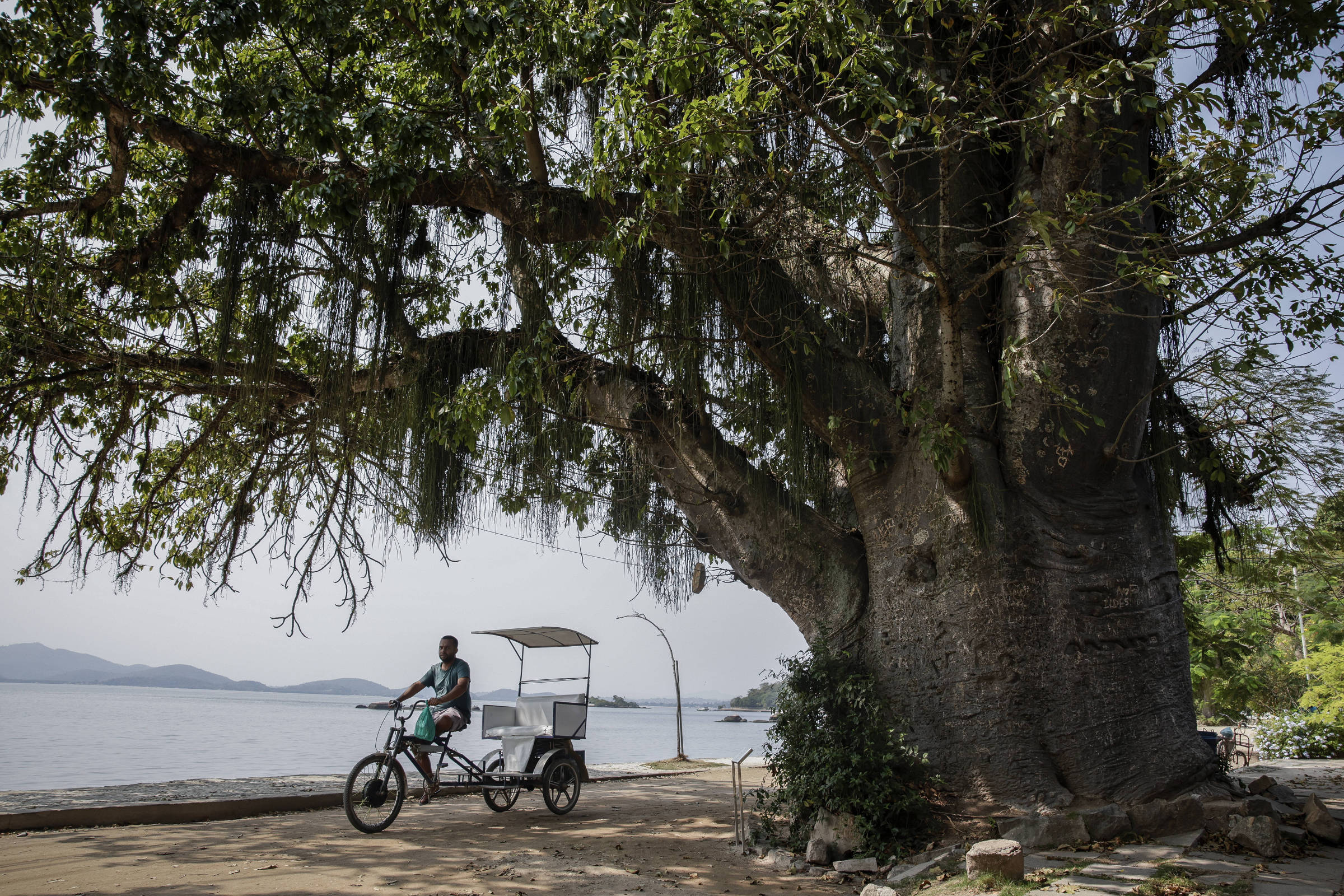 Árvores protegidas no Rio têm lendas, história e vandalismo