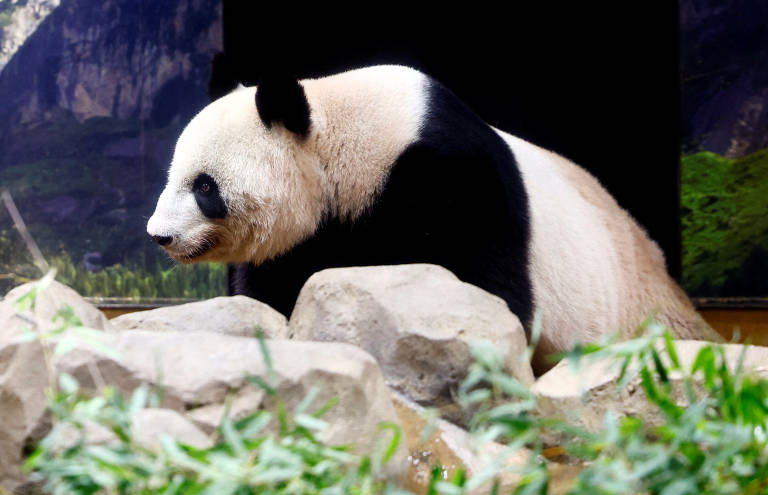 O panda gigante de 19 anos 'Shin Shin' é visto no seu último dia de exibição pública no Jardim Zoológico de Ueno, em Tóquio (Japão), antes de retornar à China para tratamento de pressão alta