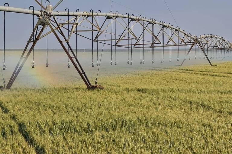 A imagem mostra um sistema de irrigação em um vasto campo de arroz. O equipamento de irrigação é visível, estendendo-se ao longo do campo, que apresenta uma coloração verde-amarelada. O céu está claro, e a luz do sol ilumina a cena, criando um ambiente agrícola típico.