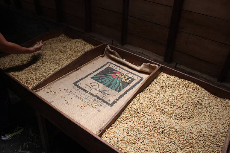 Grãos de café na fazenda Doka, próxima a San Jose, capital da Costa Rica