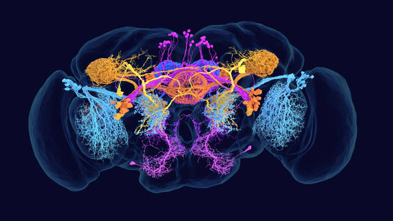 Imagem ilustrativa do sistema nervoso, mostrando uma visão frontal de um cérebro de uma mosca com conexões neurais. As estruturas estão representadas em cores vibrantes, como azul, rosa, laranja e roxo, sobre um fundo escuro, destacando as diferentes áreas e suas interconexões.