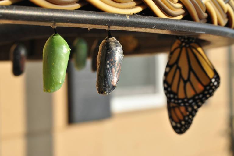 A imagem mostra várias crisálidas penduradas em uma estrutura metálica. Há uma crisálida verde, uma crisálida escura e uma borboleta Monarch com asas abertas, exibindo suas cores vibrantes. O fundo é desfocado, mas parece ser uma parede clara.