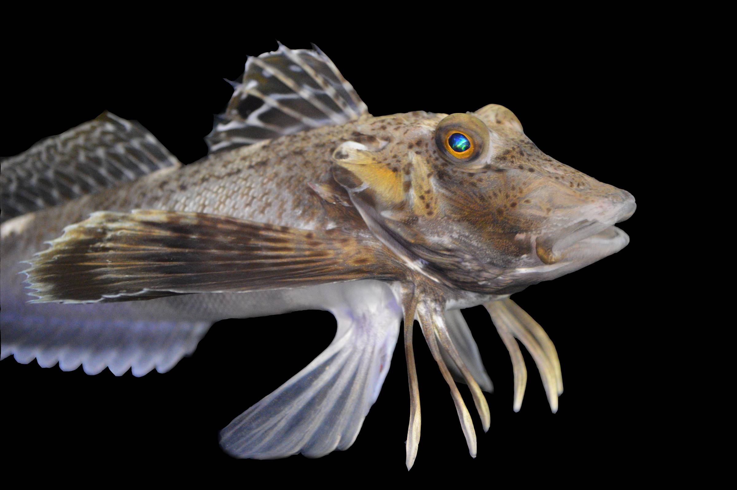 “Legs” allow fish to track prey without seeing it – 06/10/2024 – Science