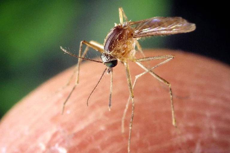 Mosquitos vêm espalhando o vírus do Nilo Ocidental pelos Estados Unidos e pela Europa
