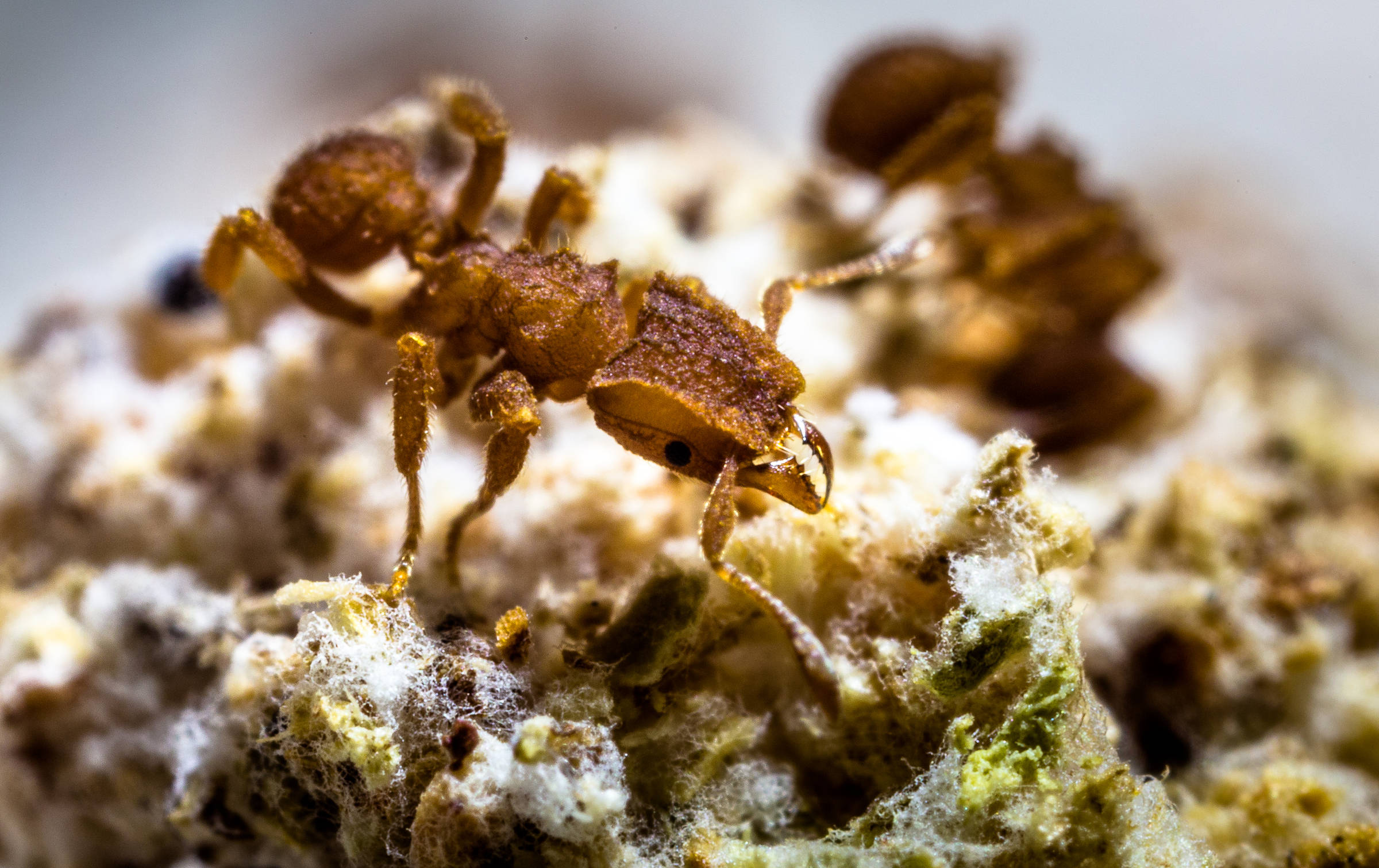 An ant learned to grow fungi after the asteroid strike – 05/10/2024 – Science