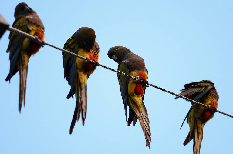 Empurrados por desmatamento, papagaios invadem cidade na Argentina