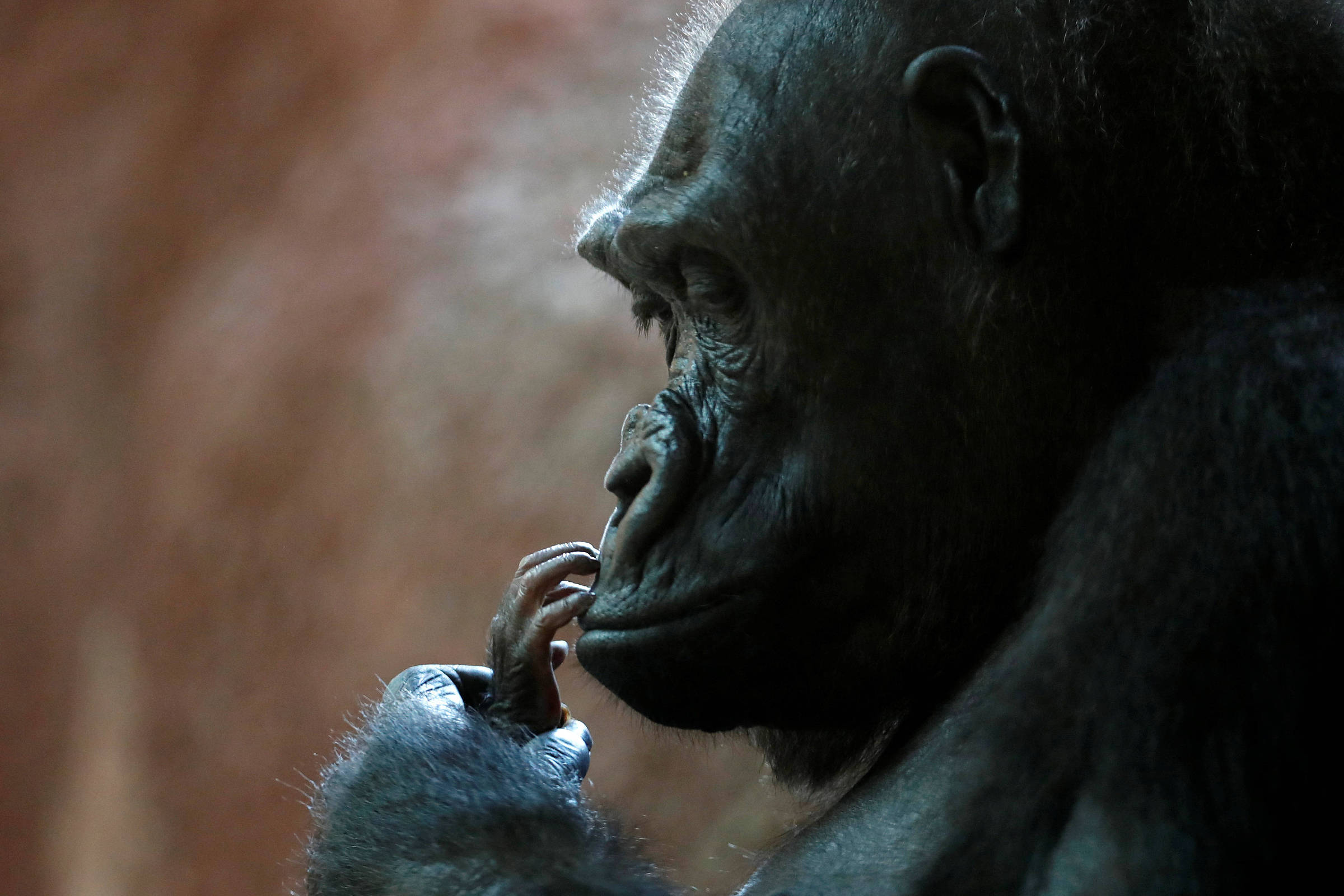 The dark side of human rights for primates – 10/10/2024 – Science