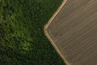 DESAMATAMENTO CAUSA PREJUÍZOS NA AGRICULTURA DA AMAZONIA