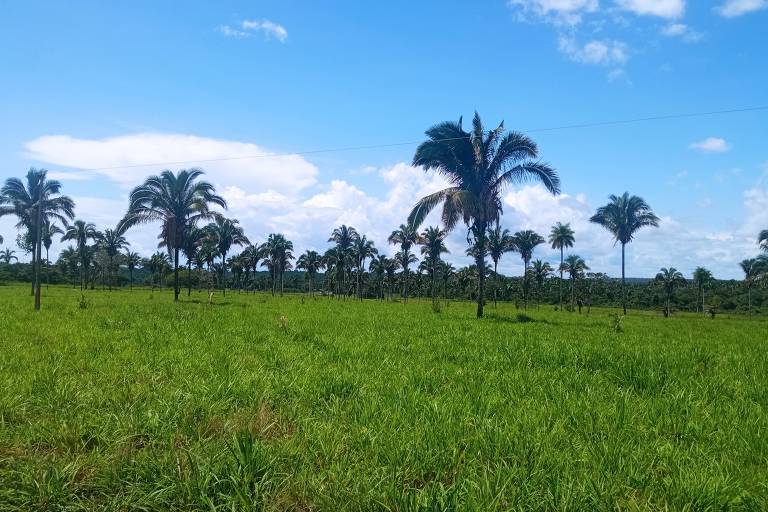 Fazenda no Tocantins integra pecuária, preservação de babaçus e geração de créditos de carbono.