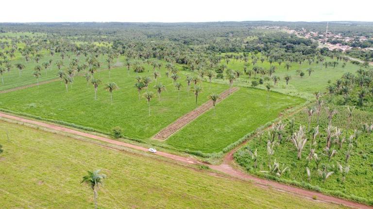 Fazenda no Tocantins integra pecuária, preservação de babaçus e geração de créditos de carbono.