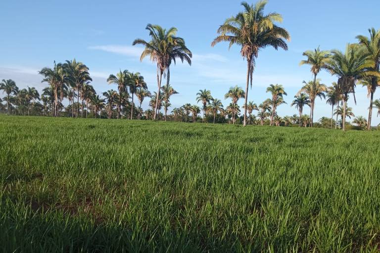 Fazenda no Tocantins integra pecuária, preservação de babaçus e geração de créditos de carbono.