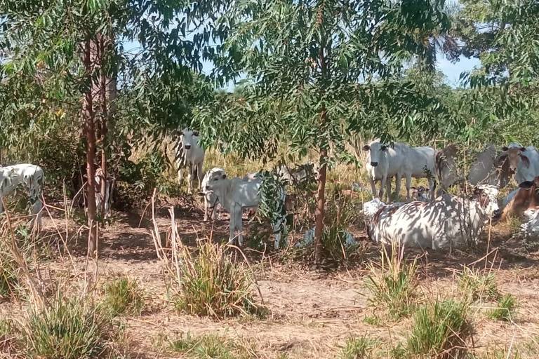 A imagem mostra um grupo de vacas brancas em uma área de pastagem, cercadas por árvores e vegetação. Algumas vacas estão de pé, enquanto outras estão deitadas no chão. O ambiente é rural, com grama seca e arbustos ao redor.