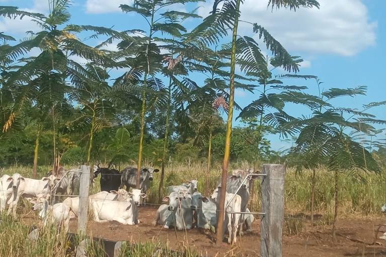 Fazenda no Tocantins integra pecuária, preservação de babaçus e geração de créditos de carbono.