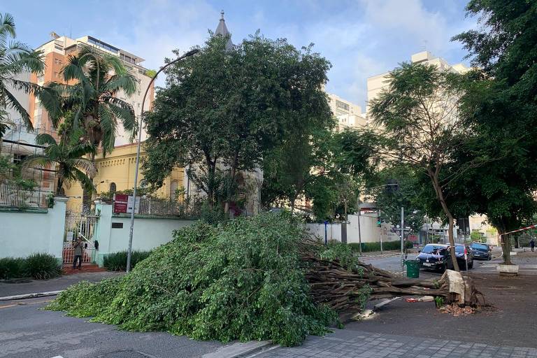 Árvore derrubada na alameda Barros, no centro de São Paulo, devido à força do temporal que atingiu a cidade em 11 de outubro de 2024