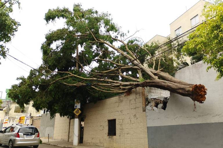 A imagem mostra uma árvore caída, com seus galhos se estendendo sobre uma parede de um edifício. A árvore está parcialmente quebrada, com a parte inferior exposta e danificada. Ao fundo, há um carro estacionado e sinais de trânsito visíveis. O ambiente é urbano, com prédios e fiação elétrica ao redor