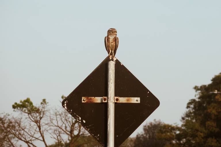 A imagem mostra uma coruja empoleirada no topo de um placa de sinalização. O fundo é um céu claro, e há árvores visíveis na parte inferior da imagem.