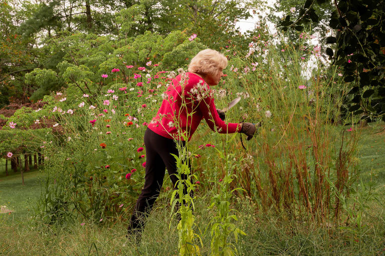 Uma mulher com cabelo loiro e curto está agachada em um jardim, usando uma blusa vermelha e calças pretas. Ela segura uma ferramenta de jardinagem e está cortando plantas em meio a flores coloridas, como cosmos e zínias, que cercam a área. O fundo é composto por árvores e vegetação verde.