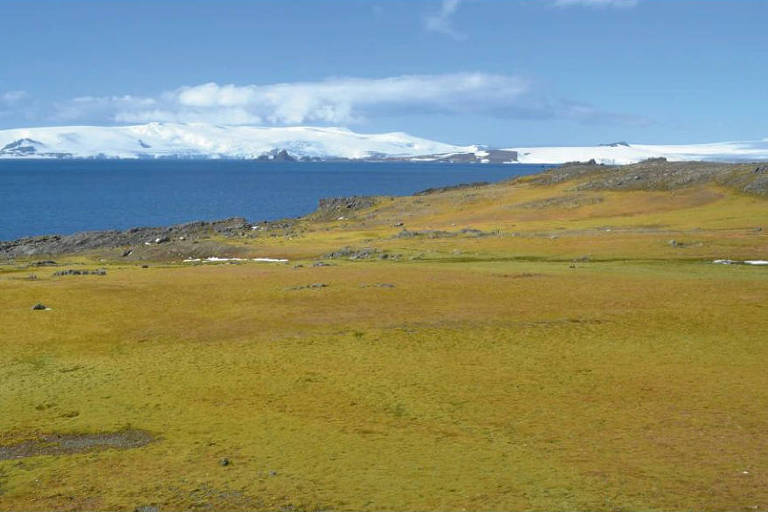 Plancie coberta de musgo verde; ao fundo, h uma montanha alta com gelo na ponta