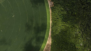 DESAMATAMENTO CAUSA PREJUÍZOS NA AGRICULTURA DA AMAZONIA