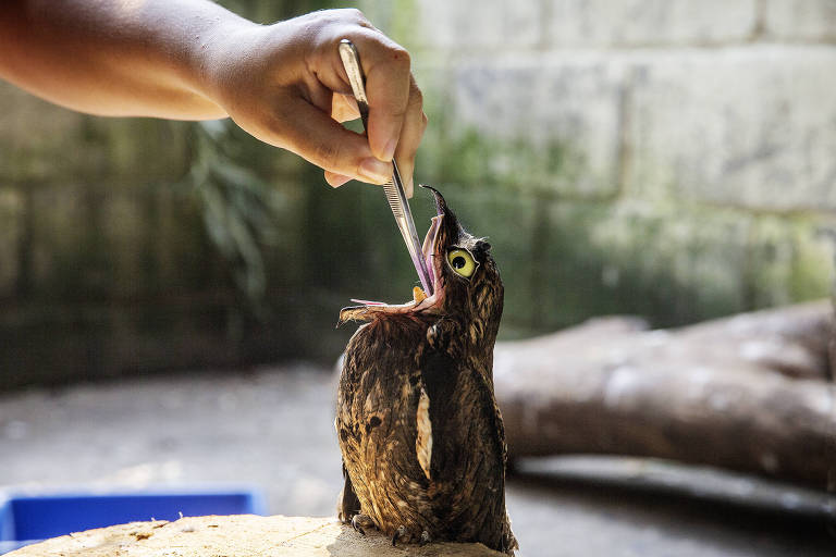 Uma mão humana segura uma pinça, alimentando uma coruja que está com o bico aberto. O ambiente é natural, com um fundo desfocado que sugere um espaço ao ar livre. A coruja tem plumagem marrom e olhos grandes e amarelos.