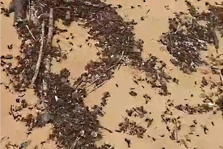 Dead ants attract attention on a beach in ES – 10/17/2024 – Environment