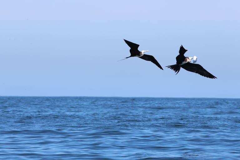 Gaivota pega embalagem plástica, confundida com alimento, na superfície do mar no Brasil; 77% das aves analisadas tinham plástico no estômago