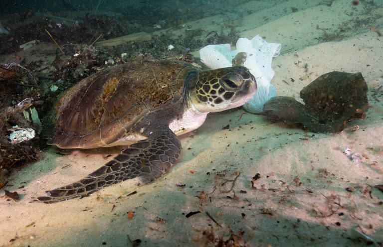 Tartaruga marinha nada em meio a lixo plástico no litoral do Brasil; fragmentos de sacolas e embalagens plásticas são os itens mais ingeridos por tartarugas