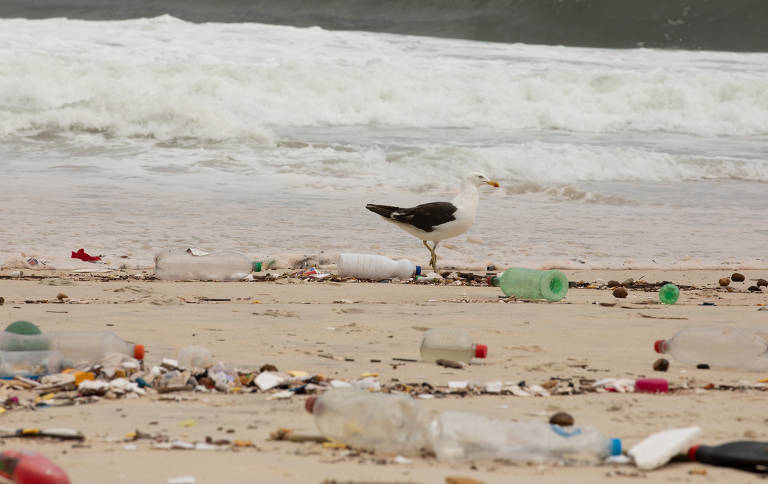 Gaivota em meio a lixo plástico em praia brasileira; 49 das 99 espécies de aves, repteis e mamíferos analisados tinham plástico no trato gastrointestinal