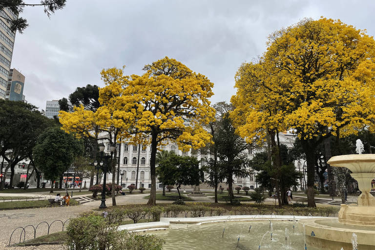 Ipês-amarelos no campus Santos Andrade da UFPR (Universidade Federal do Paraná), em Curitiba