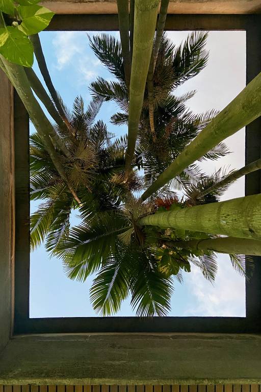 A imagem mostra uma vista de baixo para cima de um espaço aberto, onde se pode ver palmeiras e troncos de árvores. O céu é visível entre as folhas e os troncos, e a estrutura ao redor é de concreto, formando um retângulo. A luz natural ilumina a cena, destacando a vegetação.