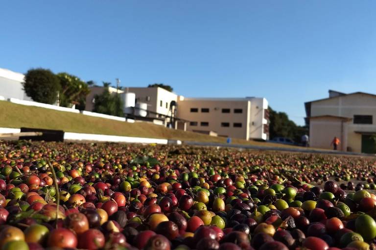 Centro de Excelência em Café da UFLA (Universidade Federal de Lavras), em Minas Gerais