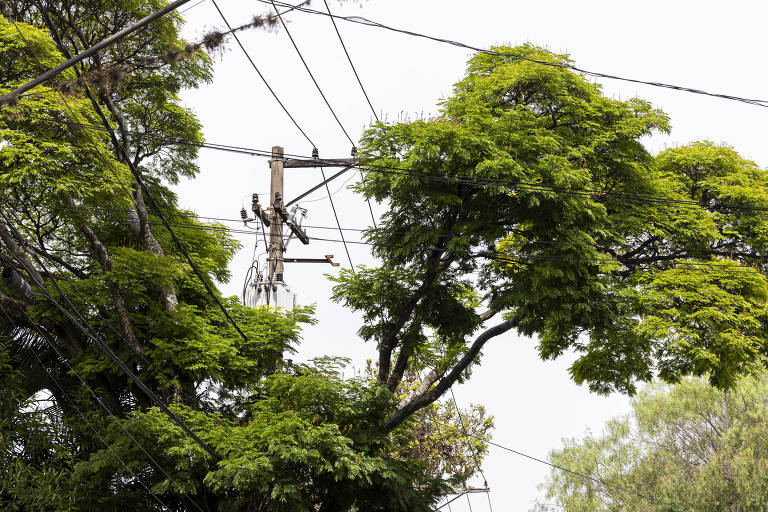 A imagem mostra uma árvore densa com folhas verdes, que se estende em direção a um poste de luz. O poste é visível no centro da imagem, com fios elétricos se estendendo em várias direções. O fundo é claro, sugerindo um dia nublado.