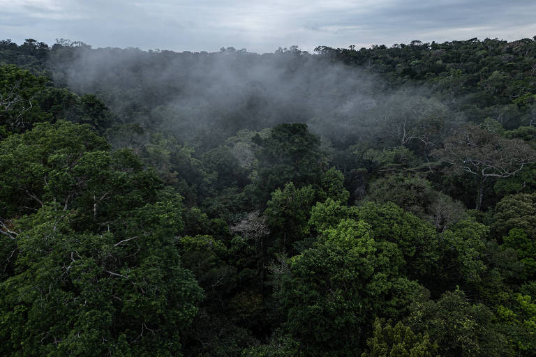 Para proteger a Amazônia, é preciso apoiar empreendedores locais