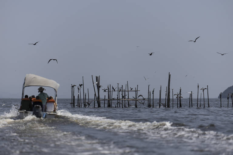 Embarcação passa por curral de pesca, demarcado por troncos no mangue da baía de Guanabara